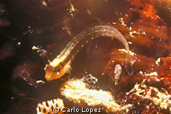 A small juvenile fish; perhaps a blennius. It's body it's... by Carlo Lopez 